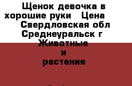 Щенок-девочка в хорошие руки › Цена ­ 100 - Свердловская обл., Среднеуральск г. Животные и растения » Собаки   . Свердловская обл.,Среднеуральск г.